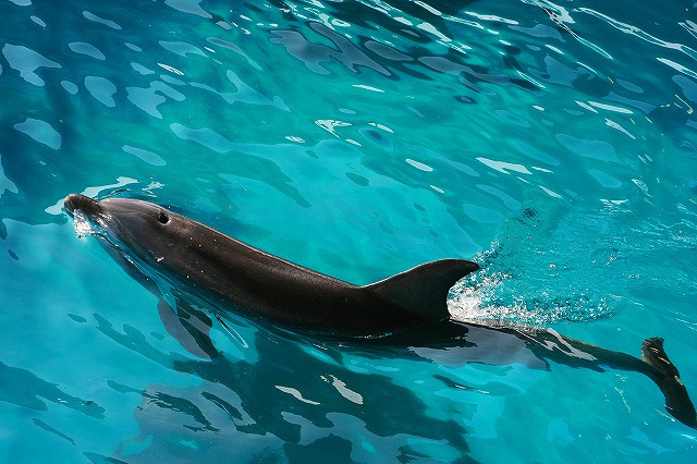 swim